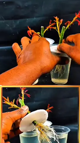 how to grow roses plant at home  #fruits #plants #greenthumb #houseplants #gardening #easyplants #fruit #planttips 