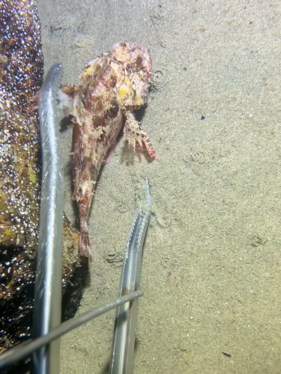 #diving #crab #catchthesea #seaside #seafood #fish #eel #lobster #seangsolofishing