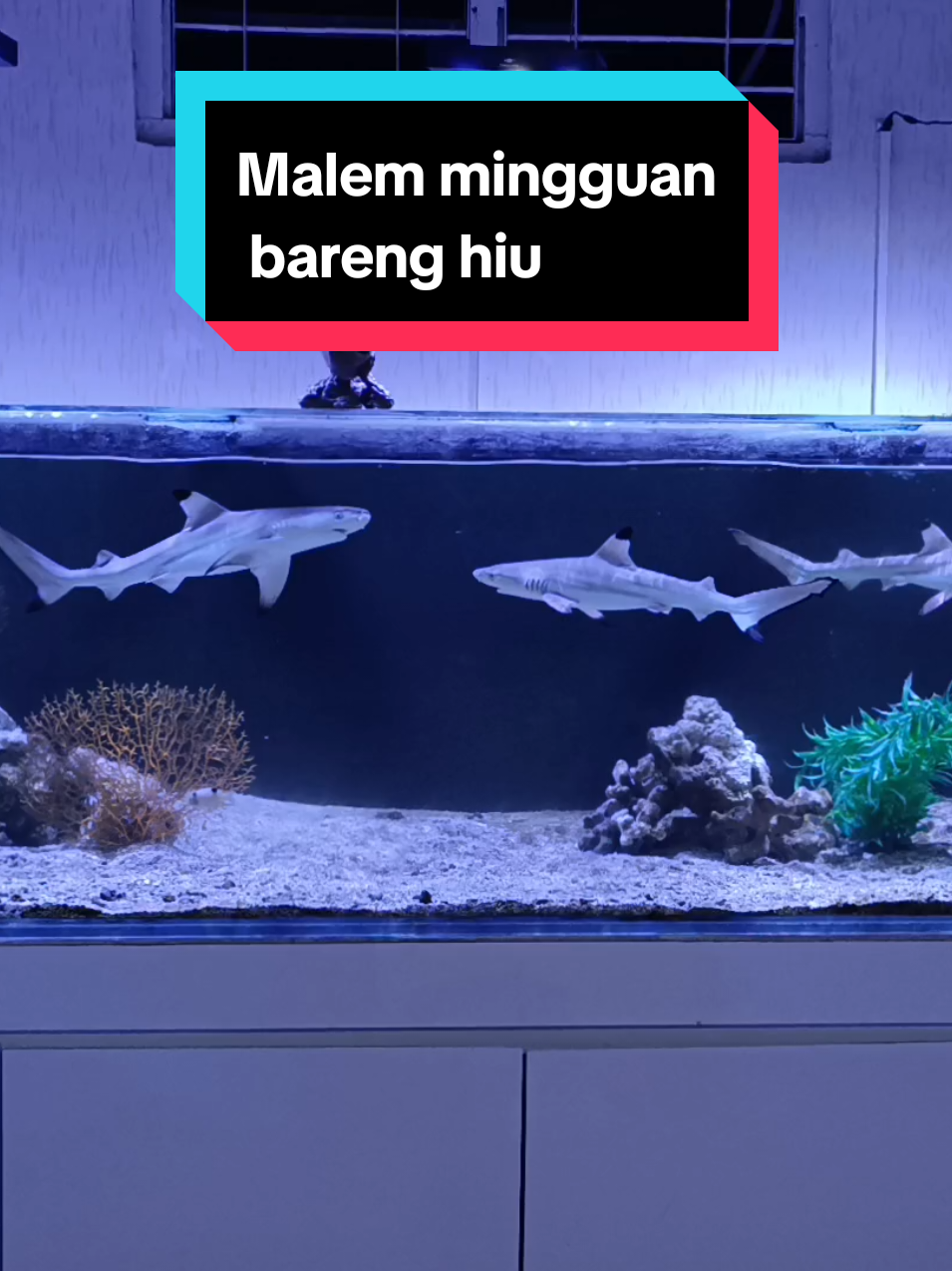 Malem minggu nonton aquarium hiu aja #ikanpredator #megatank #sharktank #aquariumhiu #hiusiriphitam #blacktipshark #hiublacktip #hiu #ikanhiaslaut #aquariumlaut #infotegal #fyppppppppppppppppppppppp #fyp #dimasiwak 