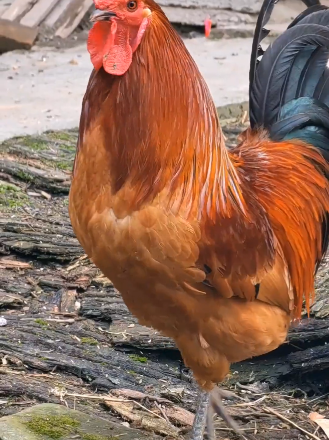 Som de Galo cantando #galocantando #galo 