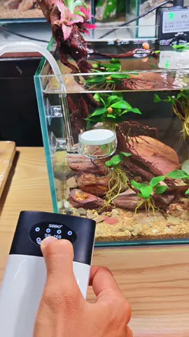 sủi oxy tích điện thế hệ mới #cacanh #guppyxanh #guppyxanhvn #channa 