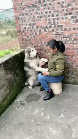 #dog #funny #funnyvideos #xuhuong 