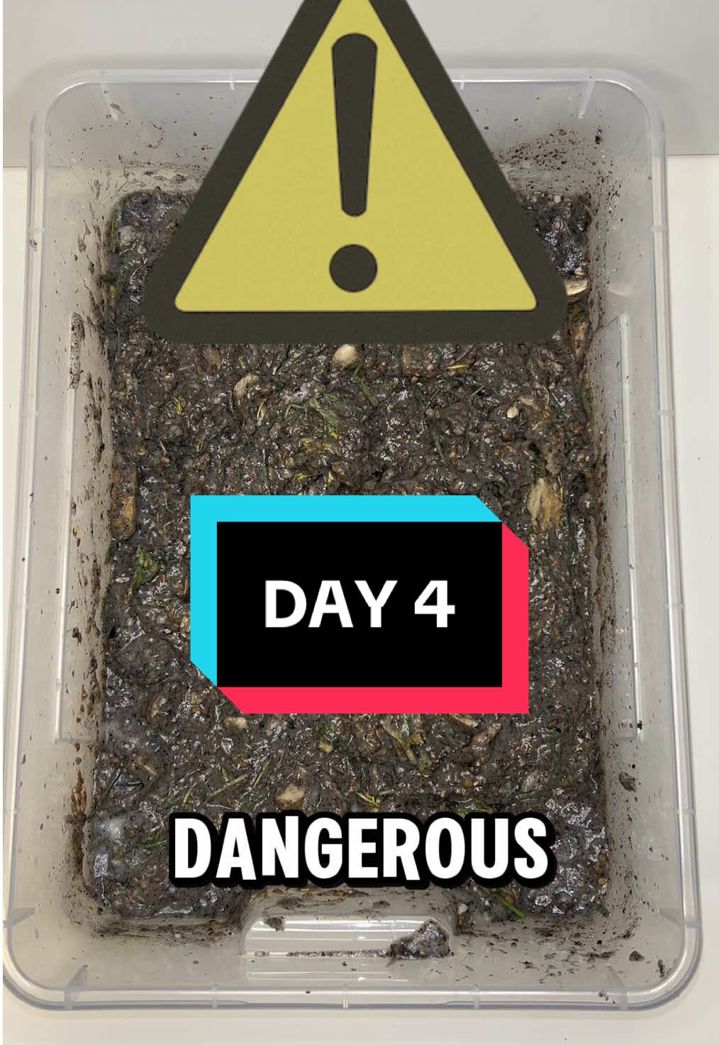 Day 4 of nature bowl . Adding random stuff together.#bowl #experiment #community #bowlofnature #fyp #viral_videos #foryoupage❤️❤️ 