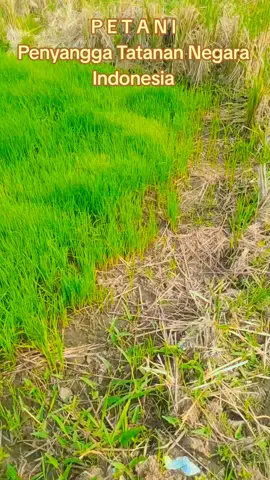 cakrabuana 14 HSS #penyuluhpertanian #petanimuda #petaniindonesia🇮🇩🇮🇩🇮🇩🌿🌿 #fyppppppppppppppppppppppp 