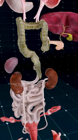 Anatomy of the Human Body ✨ . . Diaphragm: A muscle that contracts and relaxes to facilitate breathing by allowing air to enter and exit the lungs. Liver: Filters toxins from the blood, produces bile which aids in digestion, and plays a vital role in metabolism. Pancreas: Regulates blood sugar levels through insulin and glucagon production, and releases enzymes that aid in the digestion of proteins, fats, and carbohydrates. Stomach: Uses gastric acids and enzymes to break down food into a semi-liquid form called chyme, preparing it for further digestion in the intestines. Small Intestine: Primary site for nutrient absorption; it breaks down food with the help of enzymes and bile. Large Intestine: Absorbs water and salts from the remaining indigestible food matter and compacts waste into feces for elimination. . . #3danimation #cardiology #smartdoctor1 #anatomía #anatomia #medicina #education #cardio #anatomi #doctor #heartanatomy #pregnancy #pulmonaryhypertension #pregnant #baby #gravidez #medstudent #animation #ReproductiveSystem #Childbirth