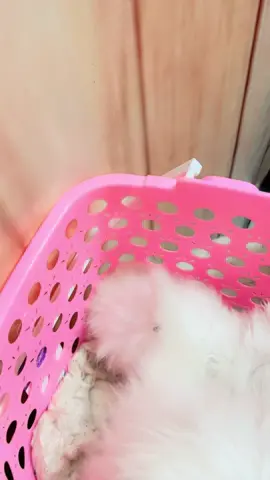 Cargo done to Sahiwal ❤️💞 #mypetmarket__ #unfrezzmyaccount #viral #fyp #foryoupage #catslovers #catskittenspakistan #persiancat #animals @tiktok creators @TikTok 