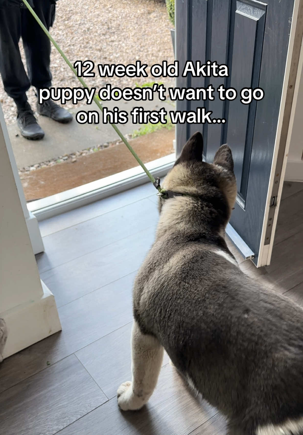Hopefully he doesn’t get used to this treatment 😂😂 #americanakita #americanakitatiktok #puppiesoftiktok #puppies #puppy #americanakitapuppy #dogsoftiktok #dogs #dogvideo #fyp #bigdogsoftiktok #bigdog #dogdad 