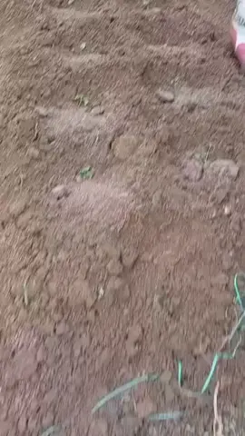 Tidak ada proses yang mudah untuk tujuan yang indah. #petanimuda #KelompokPetanimuda #creatorsearchinsights #sorotan #bibitcabe #semuaorang #capcut #kelompokpetanikreatif 