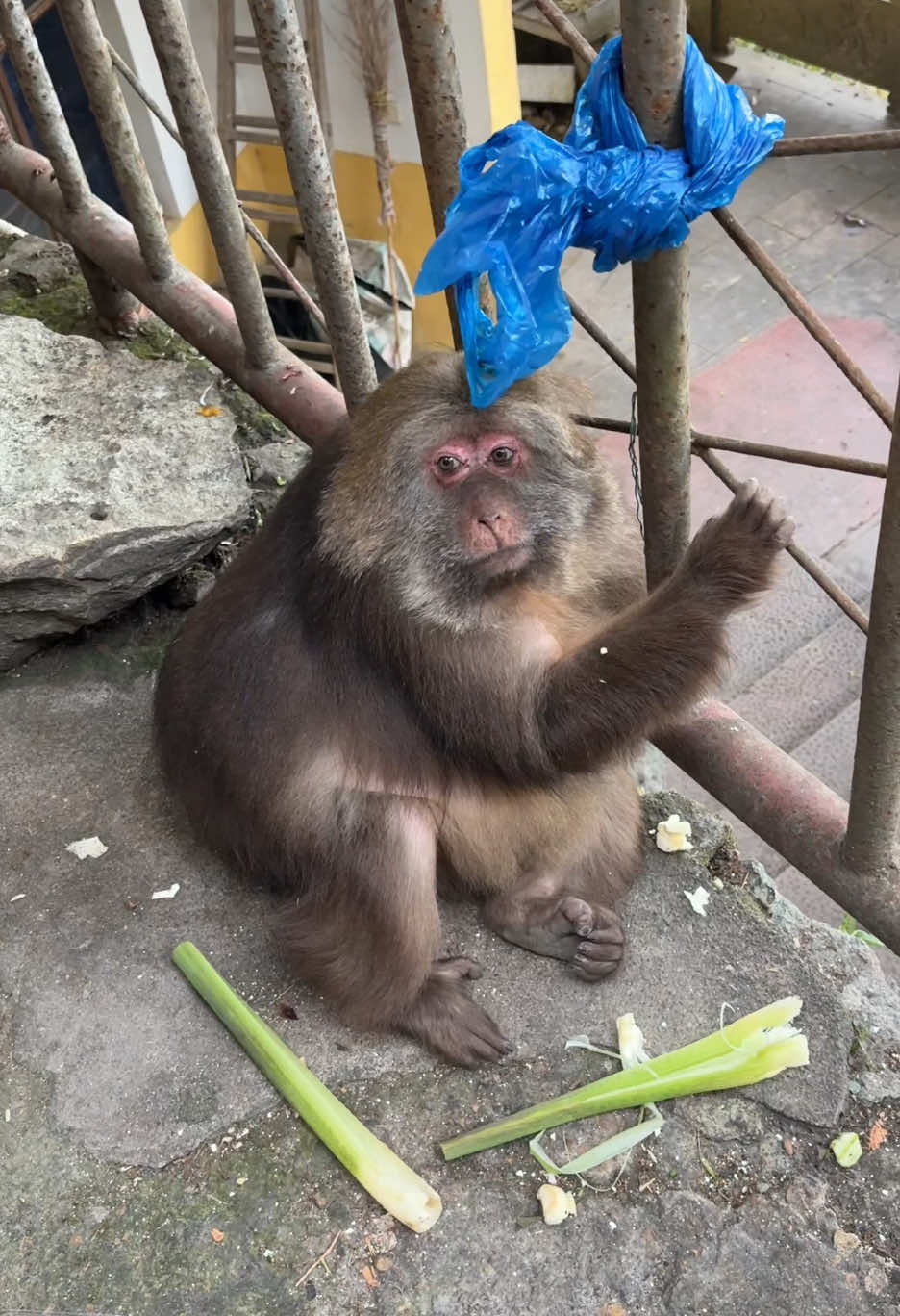 Monkey xingxing #monkey #monkey #xingxing #cute #lovely 