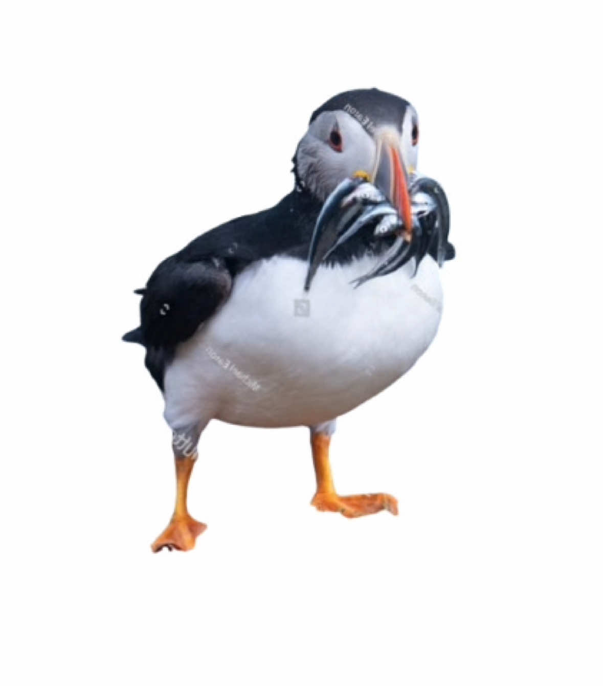 i love puffins 😍 #atlanticpuffin #puffin #trend #bleh #silly #cute #lol #bird #fyp #foryoupage #capcut #viral #trending #funny #fyppppppppppppppppppppppp 