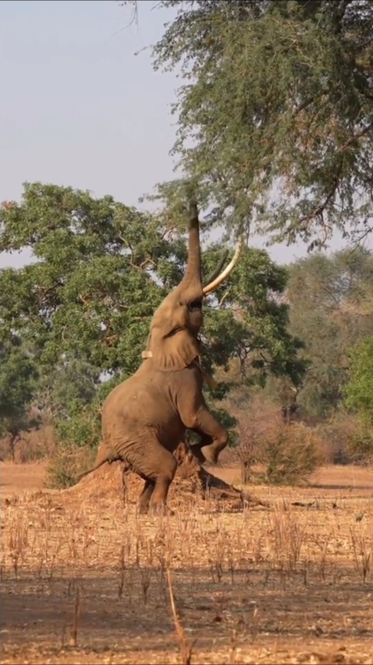 Elephants vs lions  #animalsworld #wildanimals #wildlife #lions #elephants #fyp #foryoupage #viraltiktok 