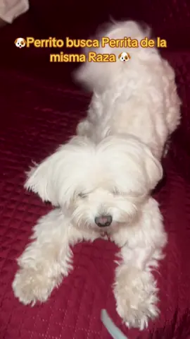 ✅Bichon Maltés Macho busca Perrita de la misma Raza 🐶 #bichonmaltes 