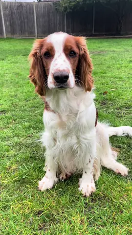 💞💞 #foryoupage #viral #fyp #welshspringerspaniel 