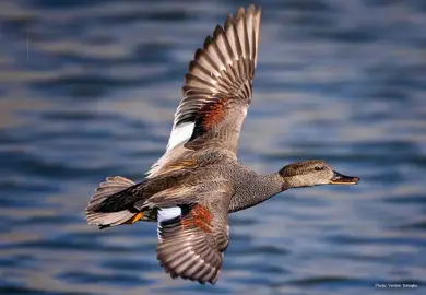 gadwall #soundofduck #hunting #mixsound #hunterxhunter #duck #fyp #viralvideo #4u #جوشم #gadwallduck #soundofbirds #canapiglia #virale #محظور_من_الاكسبلور🥺 