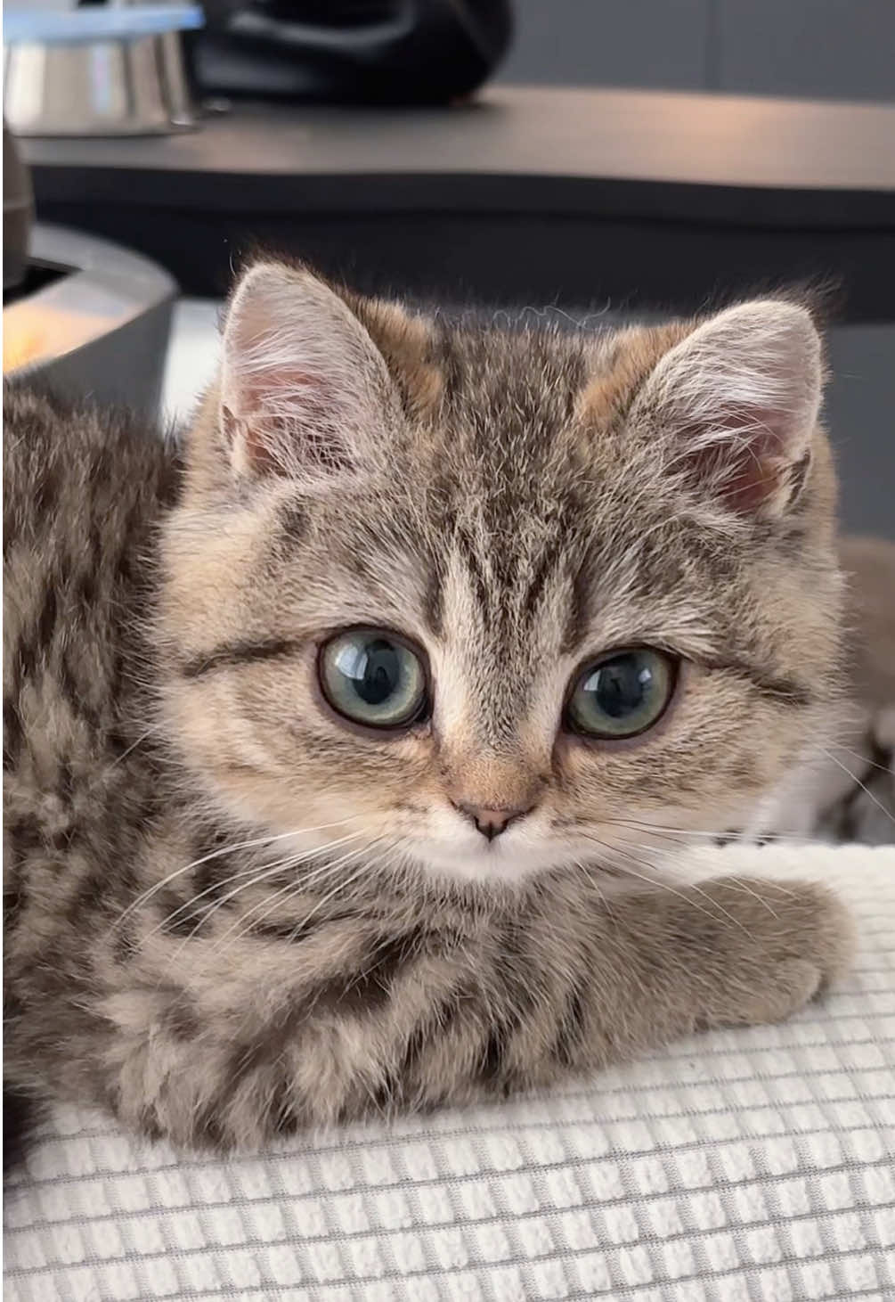 #cat 