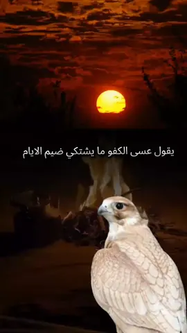 #يقول_عسى_الكفو_مايشتكي_ضيم_الأيام #ذؤؤؤؤقــي__لااأإآهـل__اأإآلـذؤؤؤؤق🌹🎶 #تصميمي❤️  #مسااااااااااااااء_الخيرللجميع🥰🌹🌺 