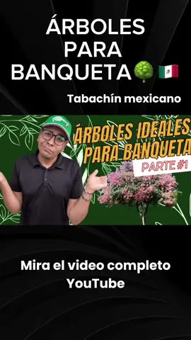 Árbol Para Banqueta🌲🌳✅Parte 1 Tabachín mexicano‼️#arboles #arbolesnativos #jardin #arbolesnativosdemexico #jardin #plantaunarbol #reforestacion #plantas 