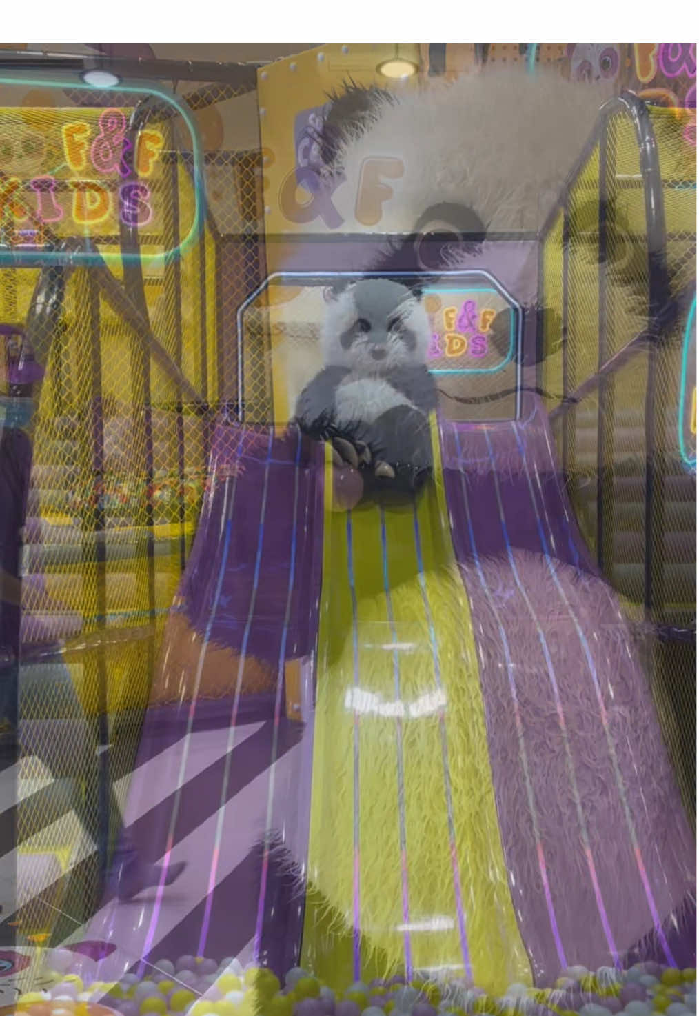 🐼🐼🐼💜🤩#CapCut #panda  #المونسيه #اكسبلورexplore #fyp 