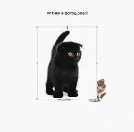 котики в фотошопе 🤏🏻🤏🏻 #котики #кот #котенок #фотошоп #cat #kitty #fur #fup #foryoupage #photoshop 