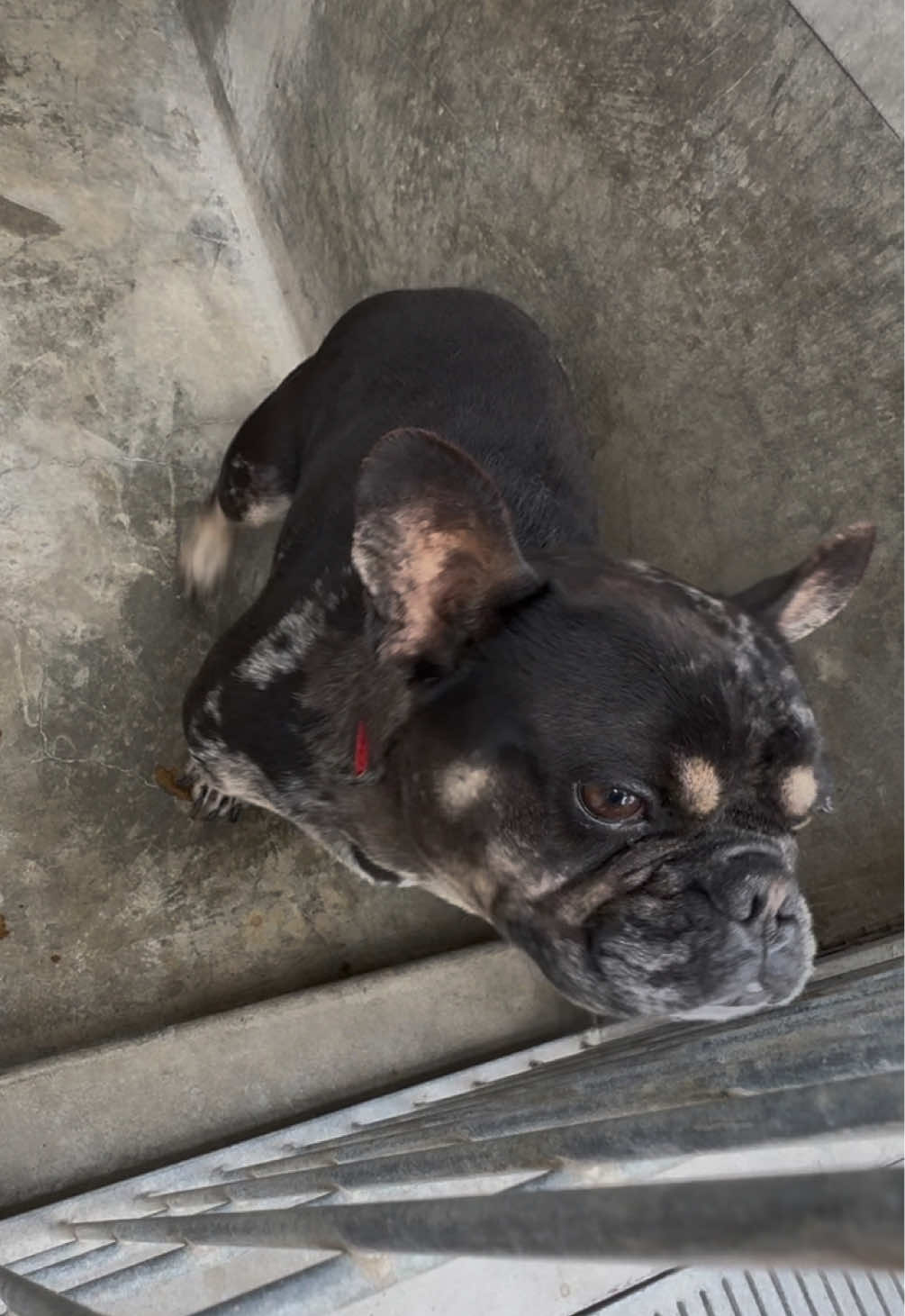 I will never, ever understand. 😔 DUTCH  A2192594 📍South LA Animal Shelter  1850 W 60th St Los Angeles, CA  90047 United States  #fyp #foryou #foryoupageofficiall #dogs #dogs #dogsoftiktok #dogtok #rescue #rescuedogs #adopt #adoptadog #adoptdontshop #shelterdogs #shelter #foryoupage #fypofficial #doglover #doggo #dogmom #fypシ #puppy #puppies #puppytok #puppiesoftiktok#puppiesoftiktok