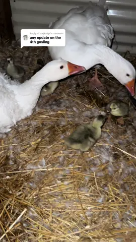 Replying to @trayjudge everyone is doing great! #goslings #ducklings #homestead #waterfowl 