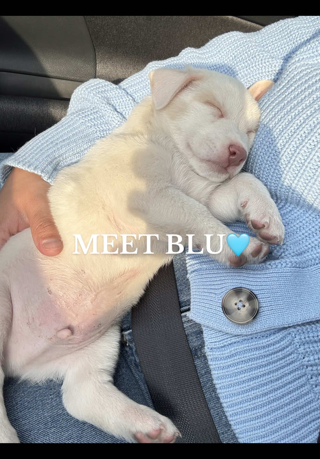 We’re crazy but I love it🩵🐾 Welcome to the family Blu😍 #dogparents #dogmomof4 #petadoption #sanantonio #labradormix #puppytiktok #puppiesoftiktok 