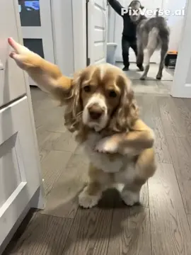 #dogsoftiktok #dogs #dancingdog #fyp #brainrot #fypviral #viral? #zyxbca 