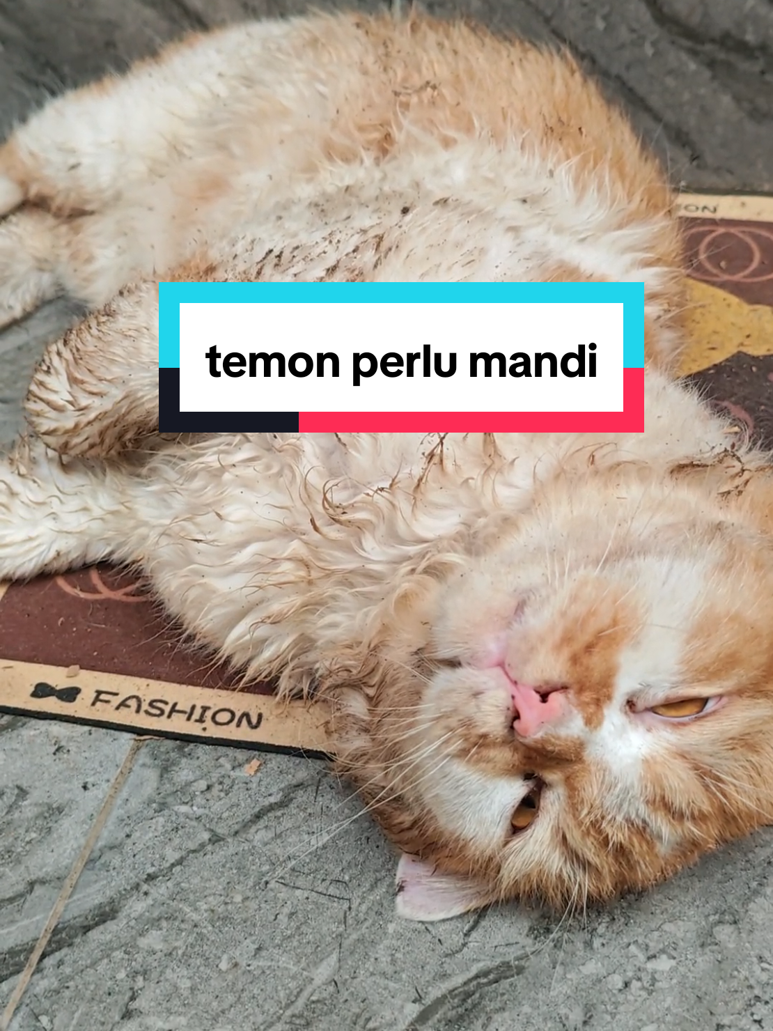 Membalas @pendozaaaingintaubat#kucinggemoy #kucinglucu #catrescue #kucingtiktok 