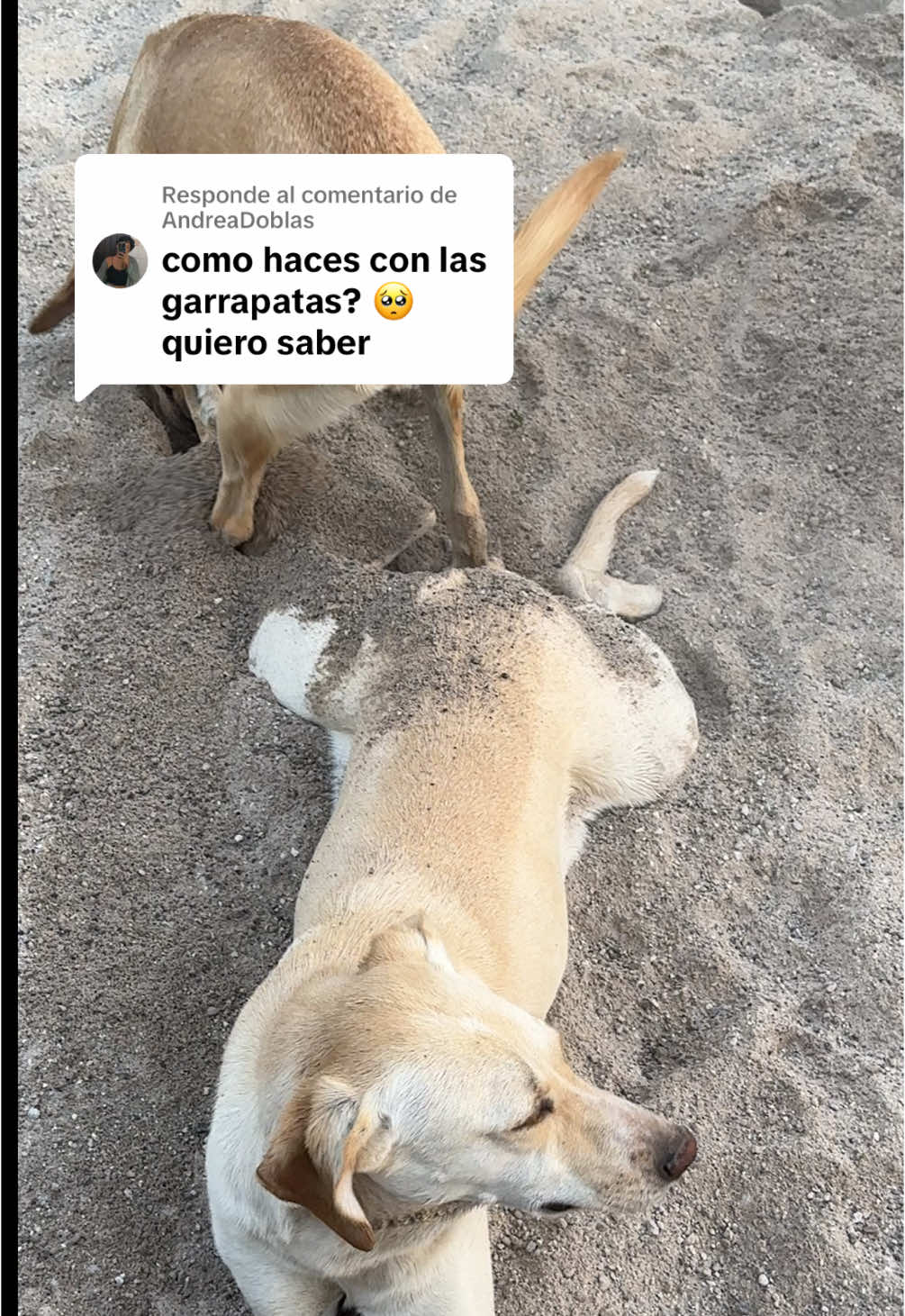 Respuesta a @AndreaDoblas consulten a su veterinario, recuerden que hay para diferentes pesos 