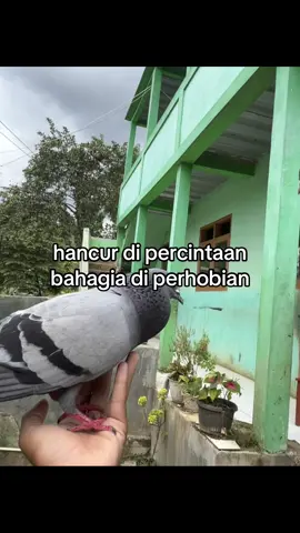 #bismillahfypシ #burungdara #merpatimegan 