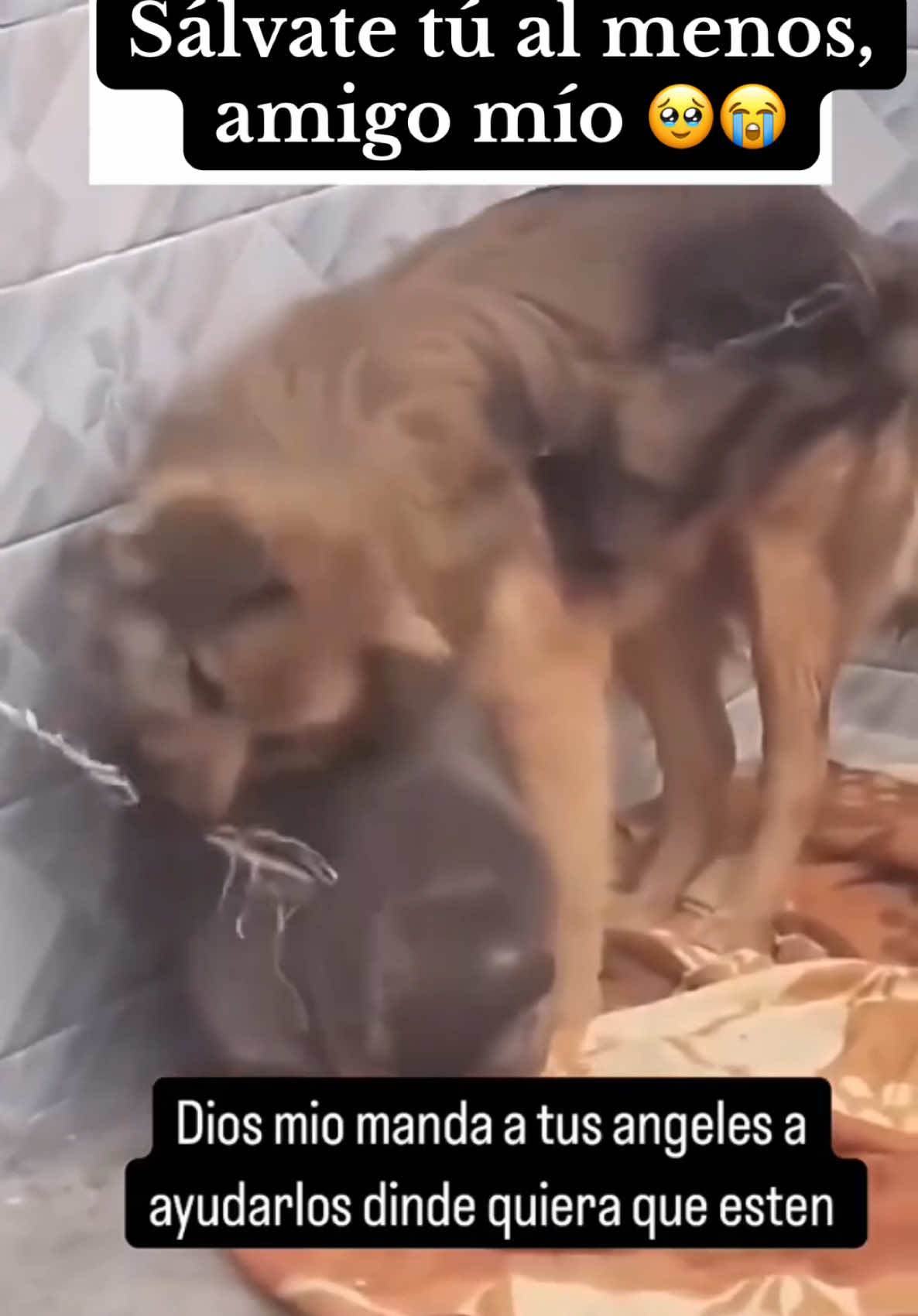 Que las valquidias te den la bienvenida y te guíe en el gran campo de batalla de odin que cante tu nombre con amor y furia para que lo escuchamos alzarse desde las profundidades del Valjala😭😭 #Efectoviral0 #Foryou #paratiiiiiiiiiiiiiiiiiiiiiiiiiiiiiii #perritoliberaagatito #perritostiktokers #perritos #perritomuerdelacuerdadelgatito #perritoygatoamarrados 