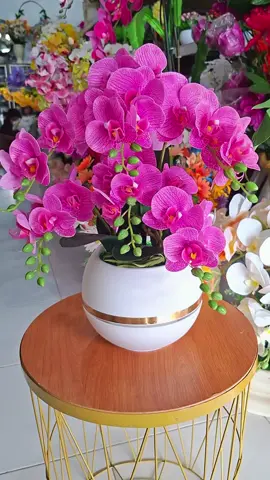 simanis muncul lagi ya guys. cus di stecu dan co sekarang juga. #mewah  #artificial  #anggrek 