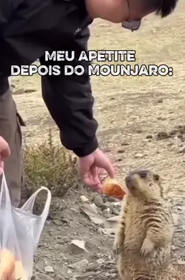 Quando até o bicho sabe que essa dieta não tá certa… #dieta #mounmoun #mounjaro #meme #emagrecimento #trend