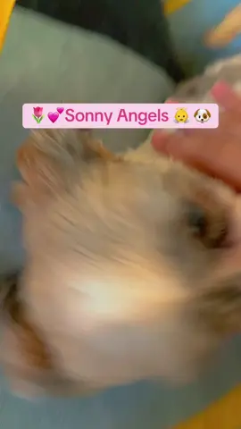 🌷💕Sonny 👼 🐶 #minivlog #fyp #fypシ゚viral #fyppppppppppppppppppppppp #indie #plsdontflop #sonnyangels #minnions 
