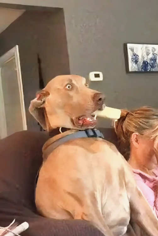 Dogs scared by TV🤣#dog #funnydog #fypシ #foryou #usa🇺🇸 #prank #funnyvideos #haha #funny #happy #tiktok #funnytiktok 