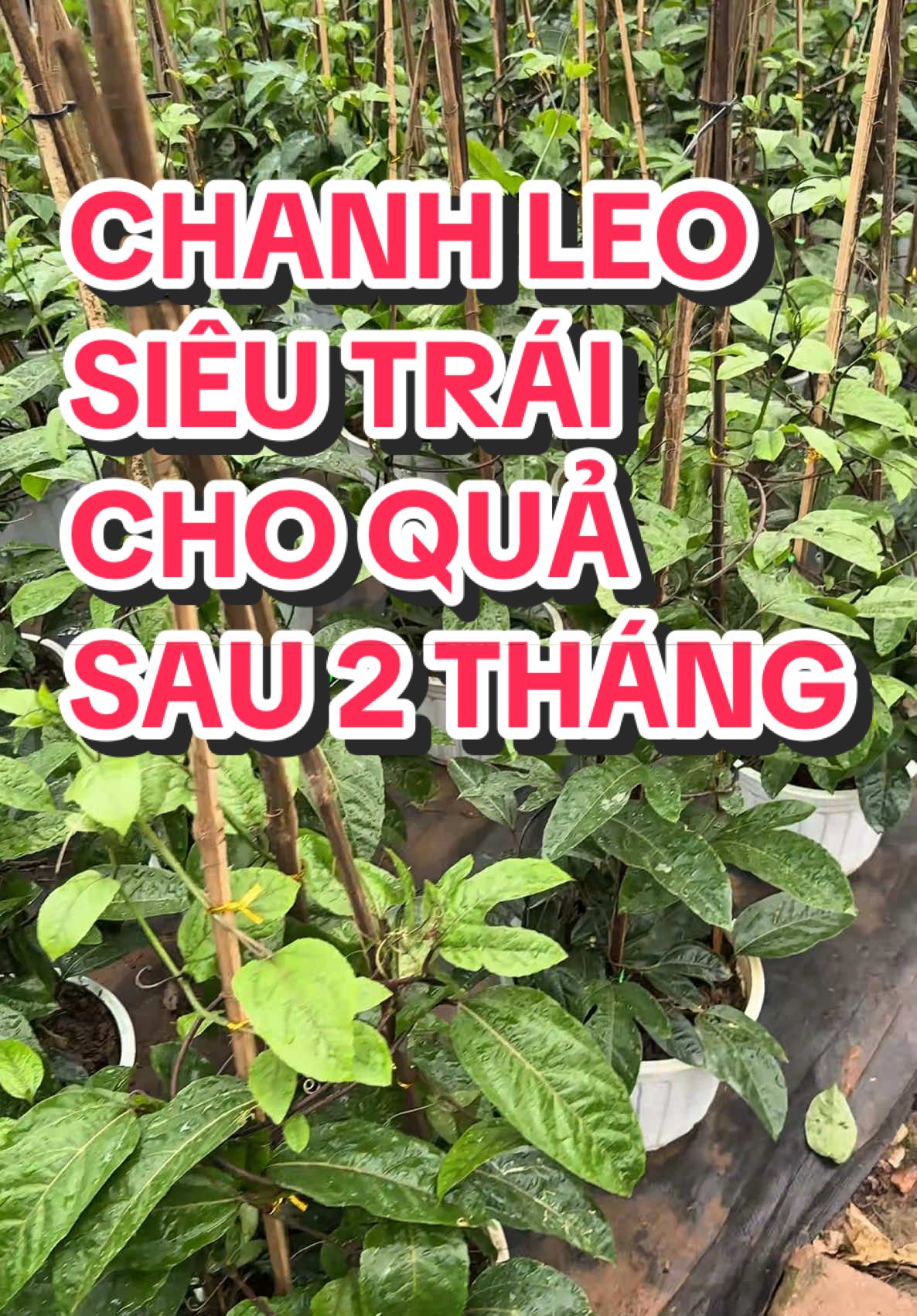 Chanh leo siêu trái #tuhaohangviet #hoadepbonmua #nhavuonthangan #nhavuonanthang #hoaleogian #chanhleo 