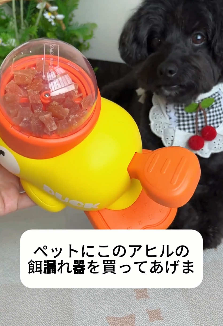 アヒルの餌漏れ器 ペットの知能を開発し#ペット用品 #可愛い #面白い #🐱 #🐶❤️ 