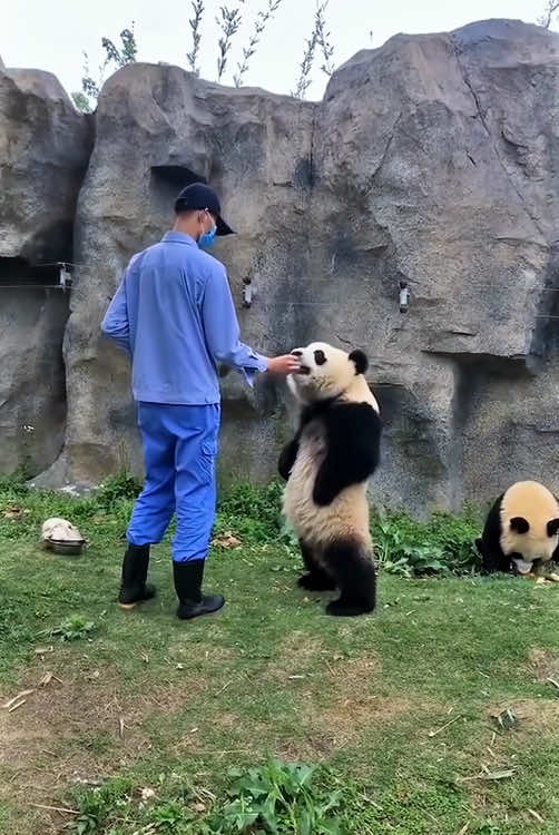 Funny panda😂🤣🤣 This is the best job in the world #fun #funny #panda #core #funnypanda #fpy #fpyシ #funnytiktok #foryou 