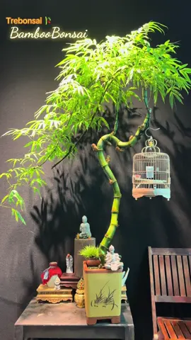 Ngắm Tre thưởng trà…