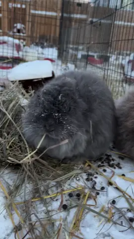 Baagats is having a straw snack for some reason, and Winston has a bit stuck to his face, probably from napping hard in the straw-filled house #jerseywooly #fluffybunny #baagats #winstonthebunny #bunny #rabbit #bunniesofinstagram #rabbitsofinstagram #rabbitcolony #colonyrabbits #bondedpair #colonyraisedrabbits #colonyraisingrabbits 