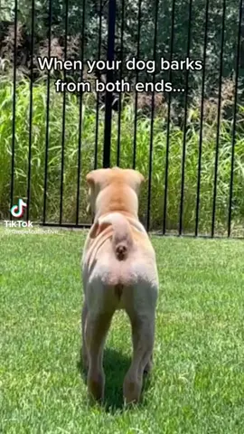 101 Had to be done  #funny #googlyempire #dogbarksfromtwoends #dogs