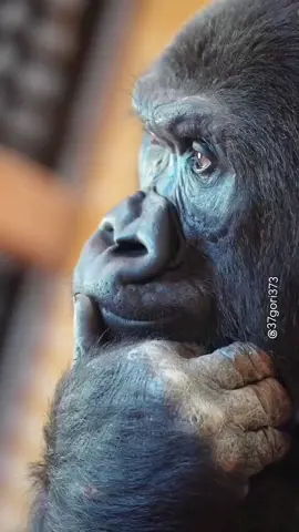 so funny gorilla video I can't stop laughing 😆 🤣 #funny #sofunny🤣🤣 #funnyvideos #funnygorill #gorillalover #foryou#foryoupage  #viralvideos 