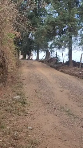 me va a dar diabetes con estos niños 🤪 #vacaciones #niñosincelular #bicicleta #hijos #bosque#susto #diabetes 