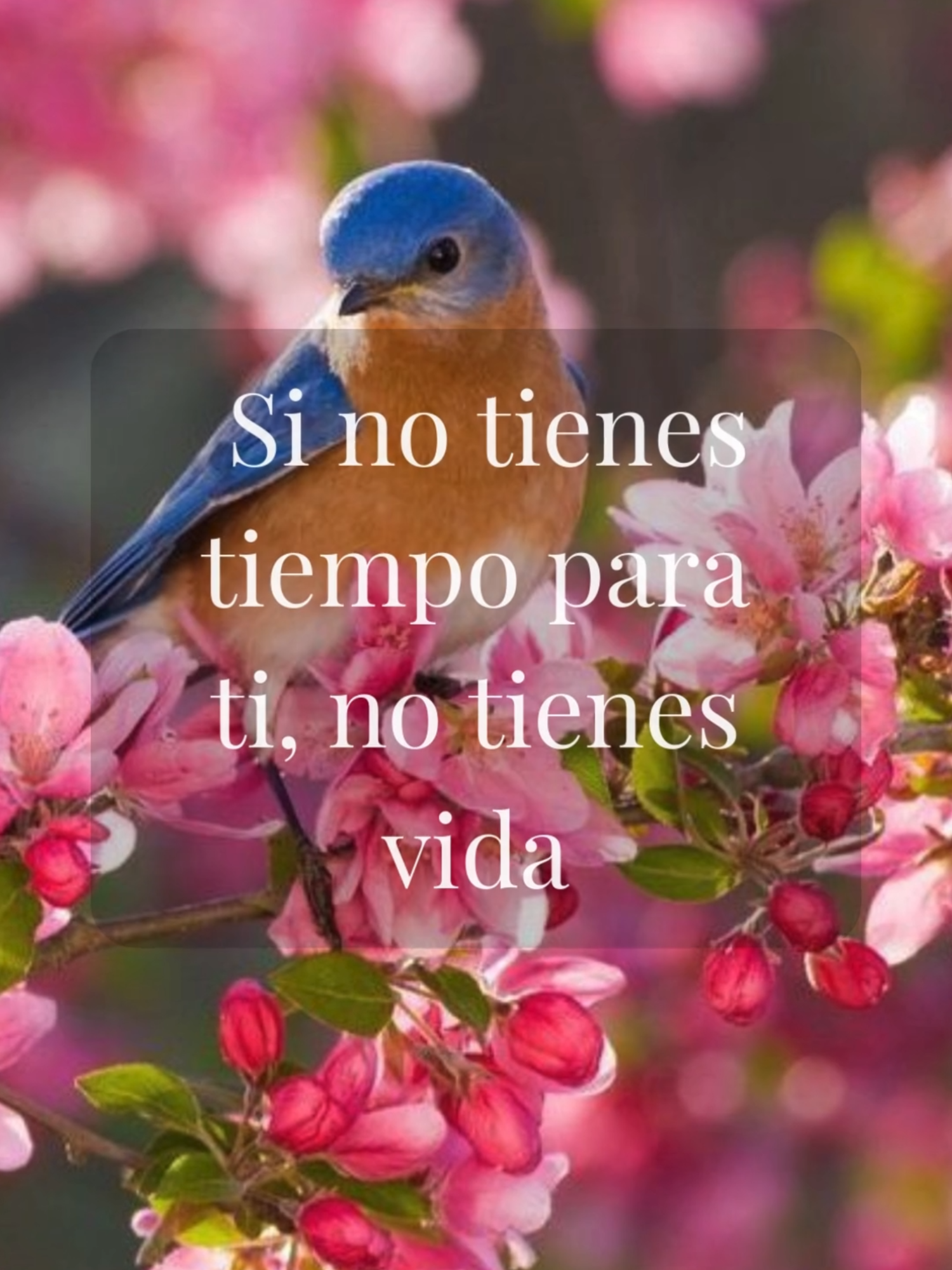 Si no tienes tiempo para ti, no tienes vida Estás tan ocupado dándolo todo por todos, cumpliendo expectativas, apagando fuegos ajenos, que te estás perdiendo a ti mismo sin darte cuenta. Tu paz no puede seguir siendo el último pendiente del día. Tú también mereces descansar, respirar, desconectarte del ruido y reconectarte contigo. Porque cuando te olvidas de ti, hasta lo que haces por los demás empieza a perder sentido. #TiempoParaMí #NoTeOlvidesDeTi #amorpropio #LeccionesDeVida #motivacion #ReflexionesDeVida