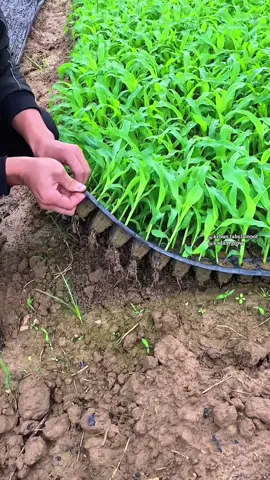 Menanam Jagung dengan Cara di semai #pertanian #petanijagung #tipsberkebun #caraunik #trikpintar #fyi #reels 