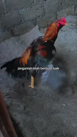 🤩🤩🤩 #pama #ayamindonesia #fyp #tetapsemangat #ayamblitar #ayamjago #fyppppppppppppppppppppppp #story #peternakmuda #fypシ 