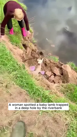 A woman rescued a baby lamb stuck in a riverbank hole and then... #fyp #animals #rescue