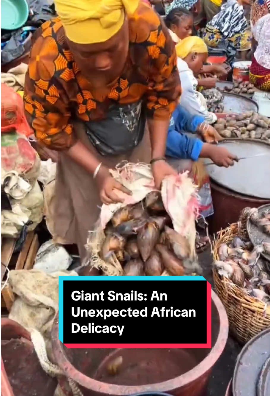 African giant snails widely sold in markets and recycled in surprising ways #farming #work #foryou #jellyfishfarming