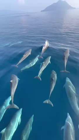 ALOR KU KEREN 🥰 #kalabahi❤️🌈alor🌈ntt #alorisland #ntt 