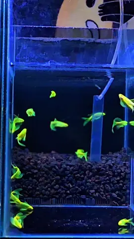 Yuk Live, Ngabisin stok🍃 #hijau #danioslayer #fyp #viral #sorotan #semuaorang #ikanhias #ikanunik #aquascape #danioslayerfish #fypシ゚ #pengikut #pecintaikanhias #minikumpay 